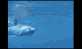 animako.gif